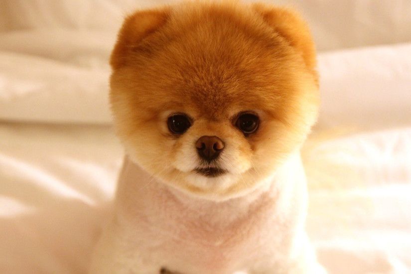very cute little dog | wallpapers55.com - Best Wallpapers for PCs .