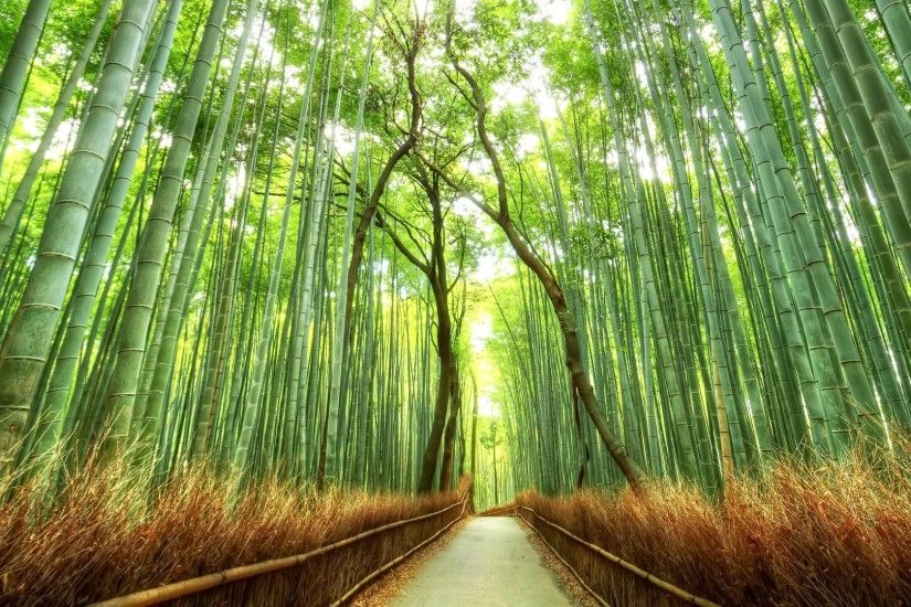 landscape, Bamboo, Path, Japan, Nature, Fence, Forest Wallpapers HD /  Desktop and Mobile Backgrounds