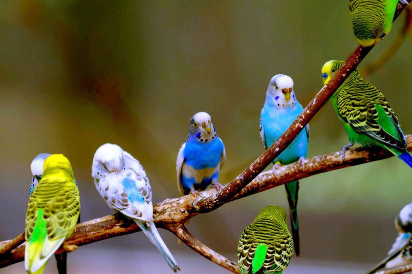 Handsome Birds Desktop Wallpaper Free Download