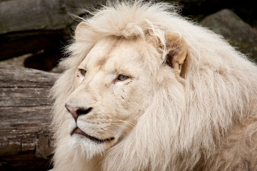 white lion cat face mane