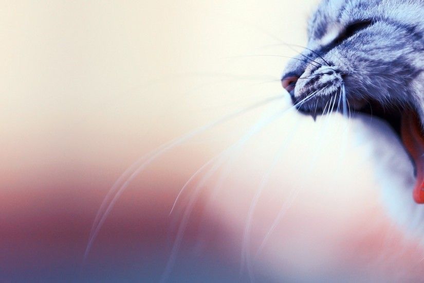 Download now full hd wallpaper cat, yawn mustache blurry background ...