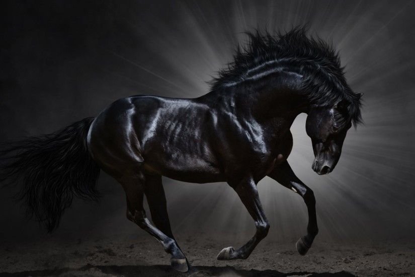 Horses Tag - Horse Animals Mane Horses Hd Animal Live Wallpaper for HD 16:9