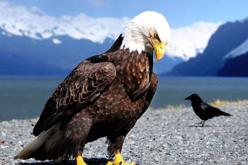 Wallpaper Bald Eagle Wild Animal - Image #2698 -
