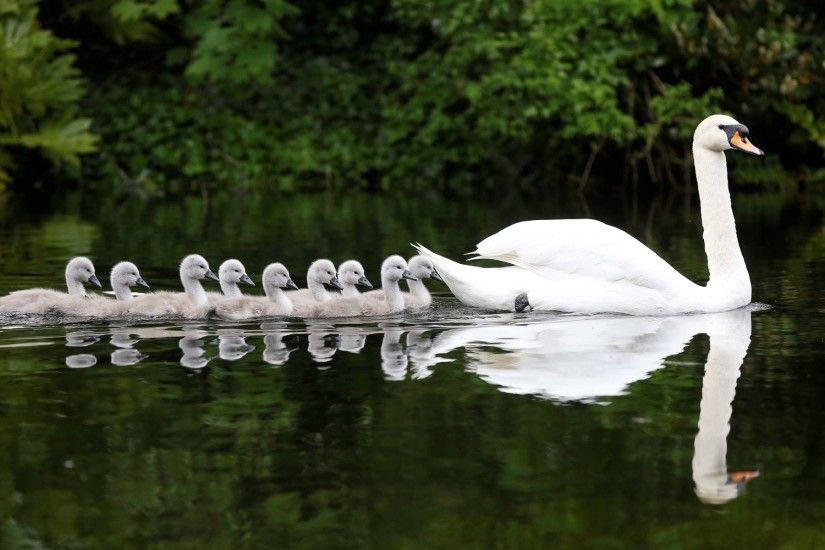 Animal - Mute swan Swan Bird Water Reflection Baby Animal Chick Wallpaper