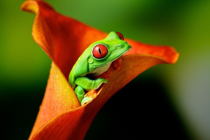 Red-Eyed Tree Frog Inside a Calla Lily HD Wallpaper | Hintergrund |  1920x1200 | ID:827726 - Wallpaper Abyss