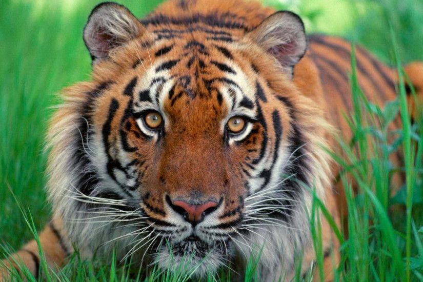 Sumatran tiger Animal HD desktop wallpaper, Tiger wallpaper - Animals no.