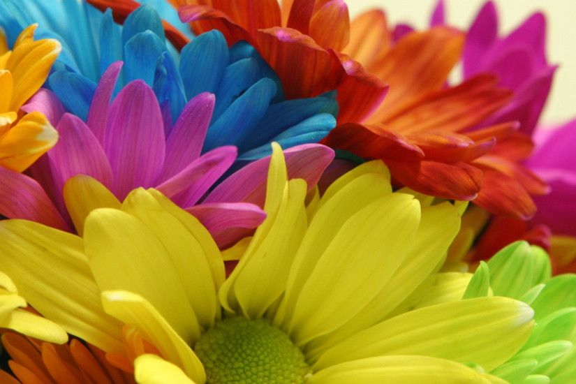 colorful flowers wallpaper