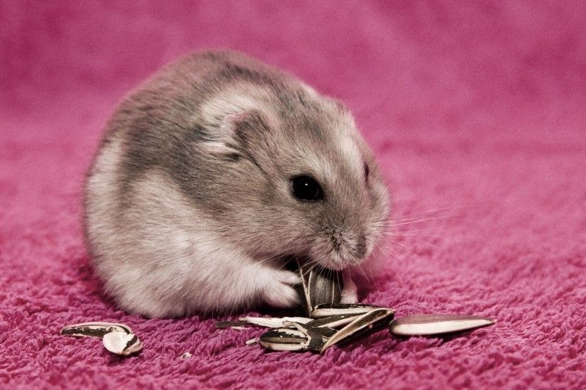 Cute Hamster Wallpapers Android Apps on Google Play