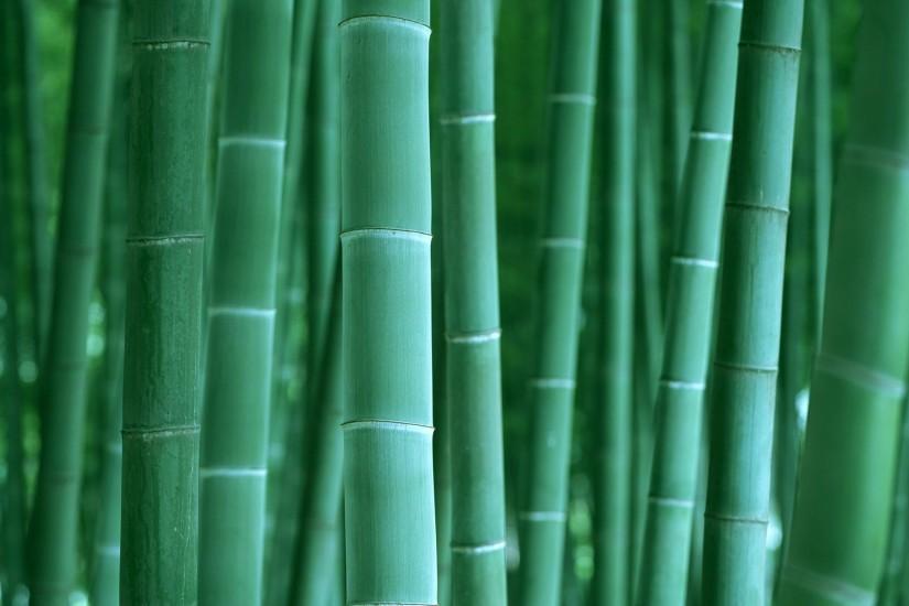 bamboo wallpaper 1920x1200 image