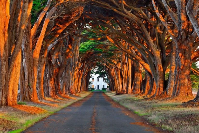 Fantastic Trees Wallpaper