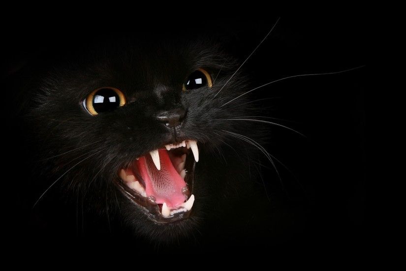black cat scary. Â«Â«