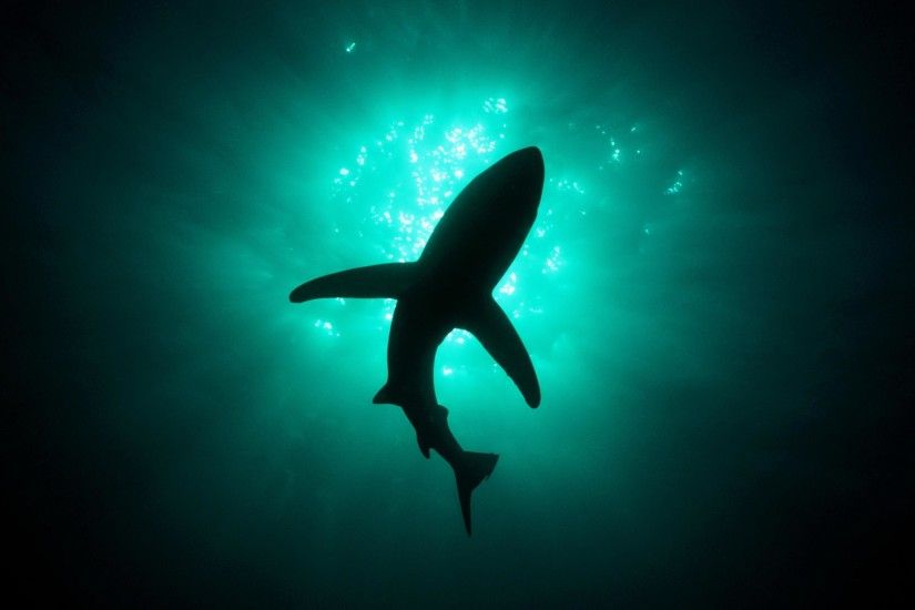 Silhouette Shark