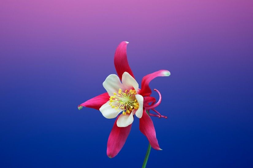 Aquilegia Flower iOS 11 iPhone 8 X Stock