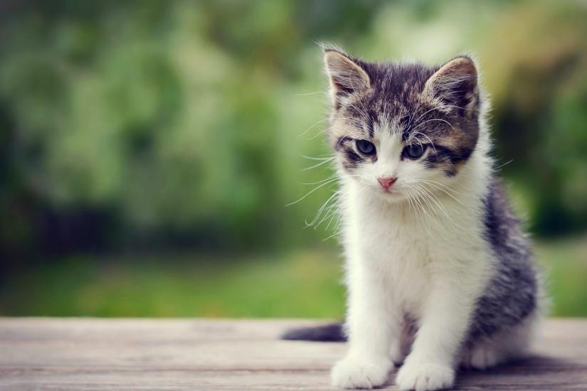 Cute Little Kitten Exclusive HD Wallpapers #