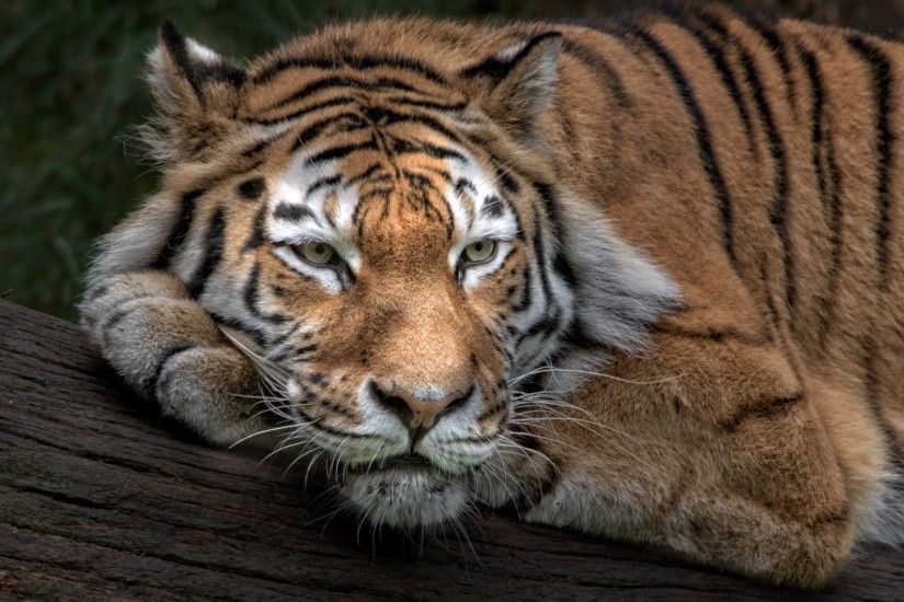 Tags: Siberian tiger ...