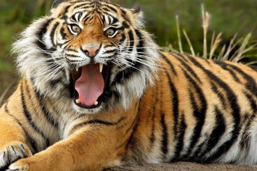 angry tiger photos