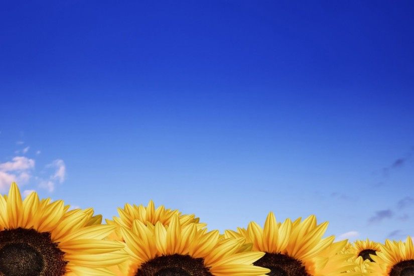 Sunflower Tag - Blue Skies Sunflowers Sunflower Flower Bouquet Desktop  Wallpapers for HD 16:9