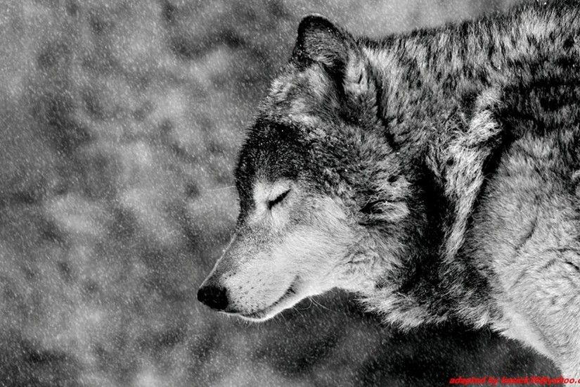 Animal - Wolf Wallpaper