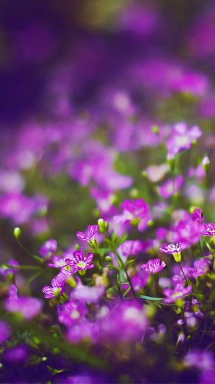 Beautiful Purple Flower Field Blur Bokeh #iPhone #6 #wallpaper