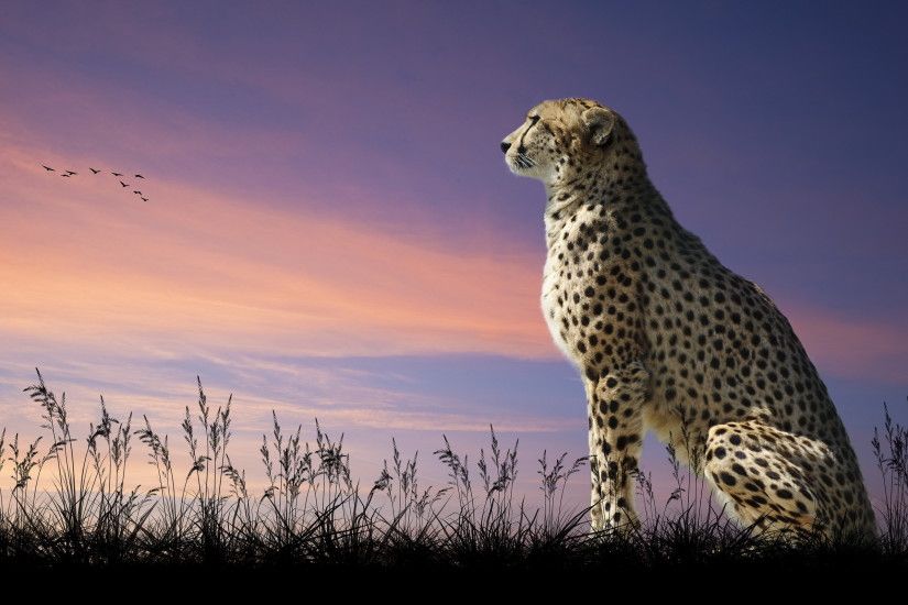 HD Wallpaper | Background ID:409213. 2560x1600 Animal Cheetah