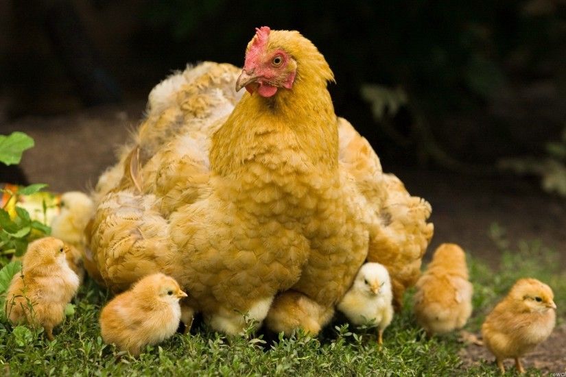 Animal - Chicken Wallpaper