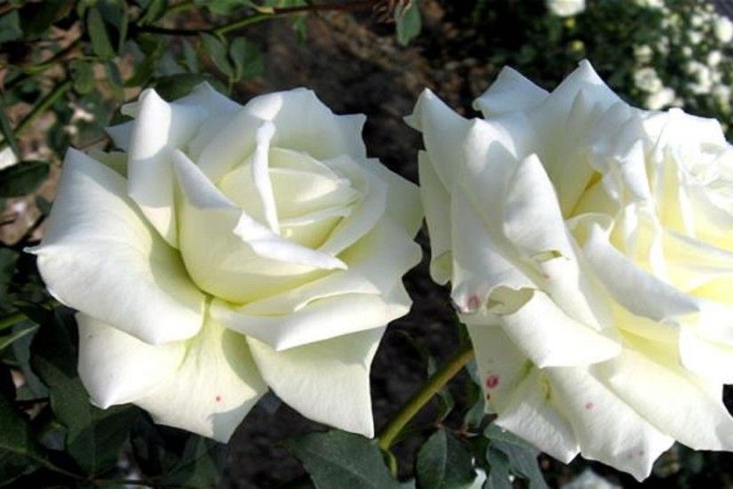 most beautiful hd free wallpapers white roses
