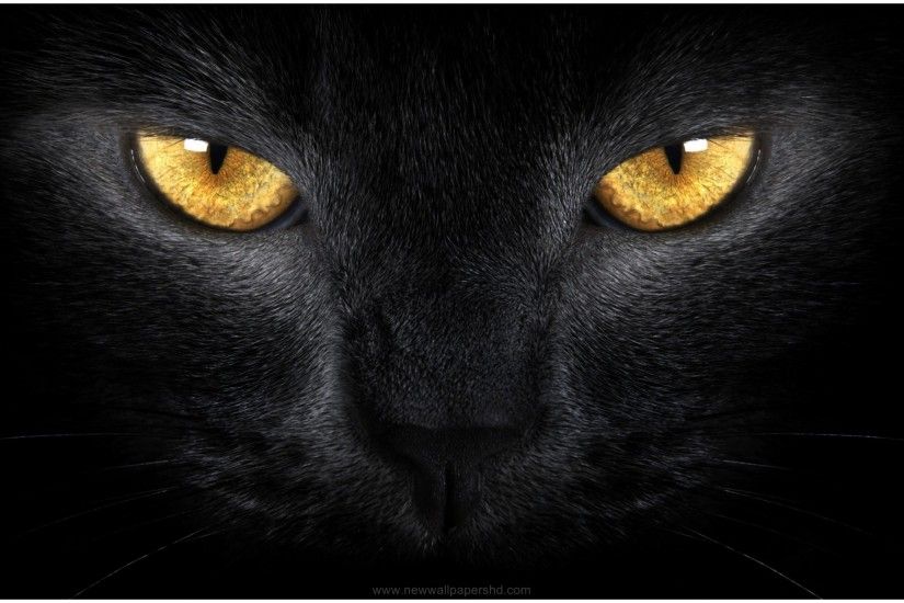 Black Cheetah Background Wallpapers In Hq