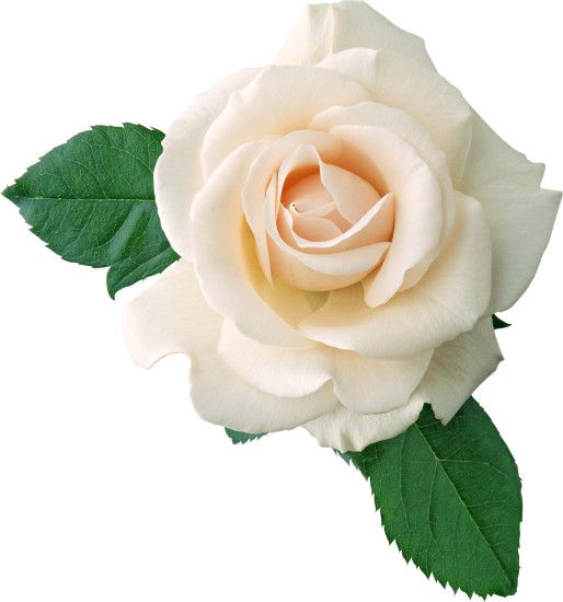 DOWNLOAD Resolution: 380x250 - 717x768 - 1009x1080 - 1923x2059 murad August  13, 2017 981 Views 1923x2059 2.71 MB Category: Flowers Tags: Rose, White
