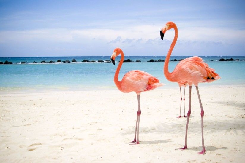 Miami Beach Flamingo 4K Wallpaper