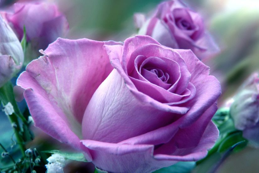 Download wallpaper Purple Rose Macro: Full ...