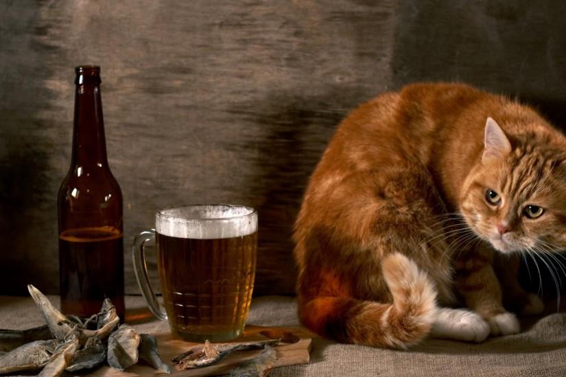 Cat-And-Beer-Funny-Animal-Wallpaper-HD-free-