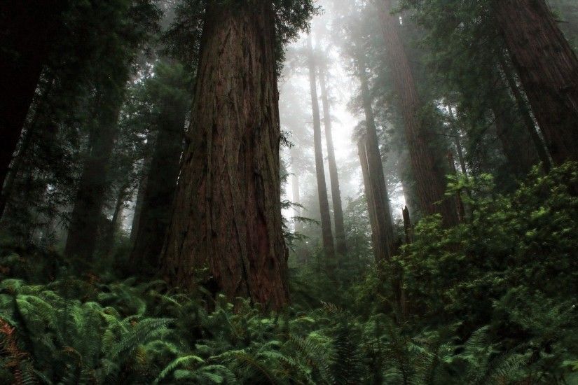 Redwoods HD