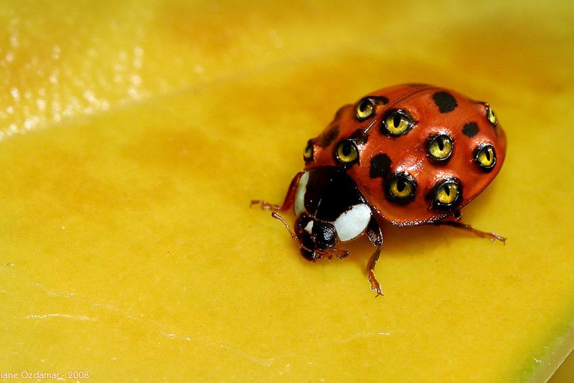 Weird ladybug wallpapers and stock photos