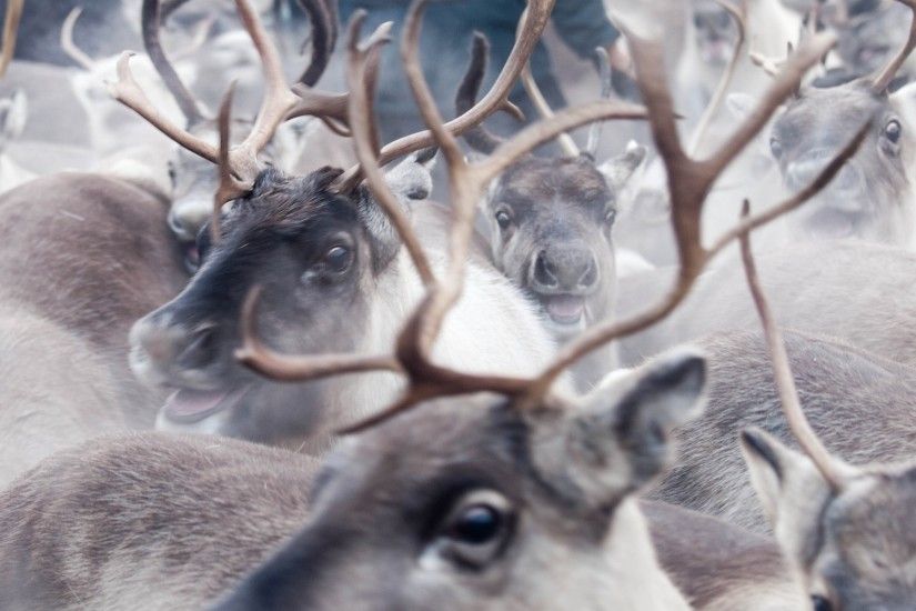 free wallpaper and screensavers for reindeer
