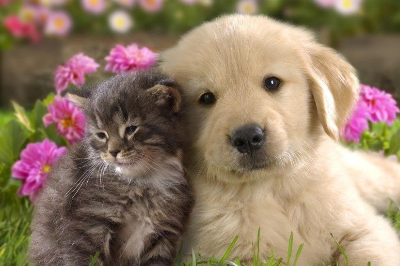 Preview wallpaper puppy, kitten, grass, flowers, couple, friendship  1920x1080
