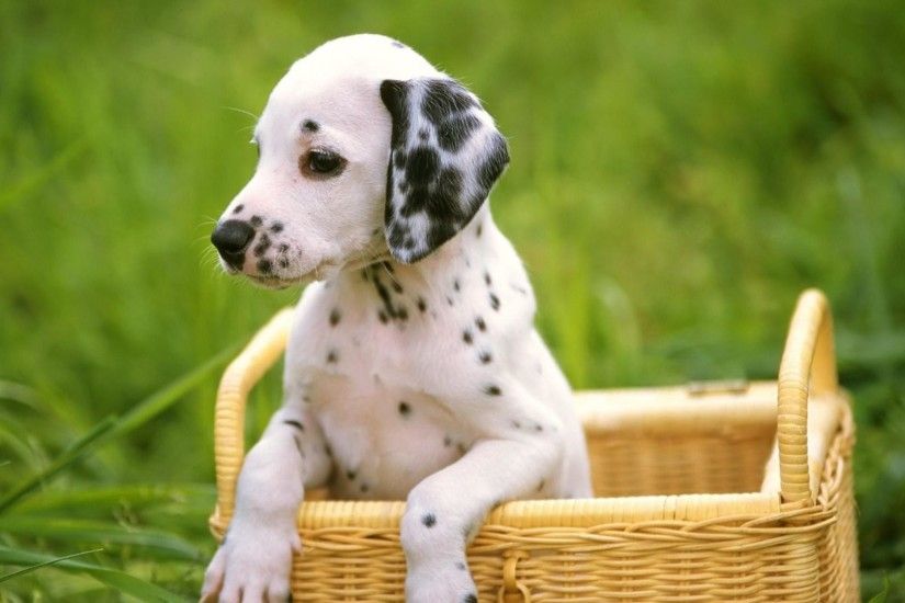 Cute-Sad-Puppy-Wallpaper-HD