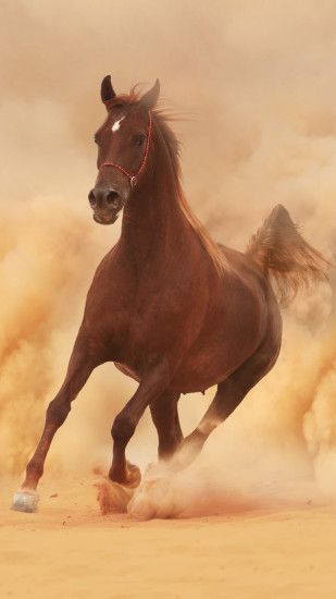 arabian horse desert