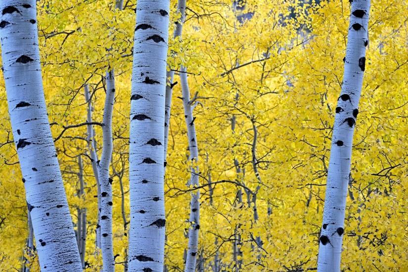 Autumn Seasons Trunk tree Branches Foliage Birch Nature forest wallpaper |  2048x1366 | 599130 | WallpaperUP