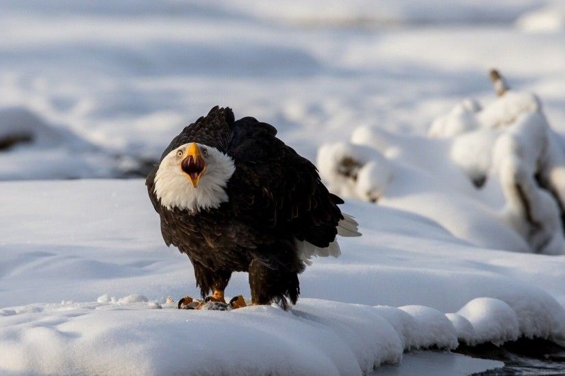 1920x1080 Wallpaper eagle, snow, winter, predator