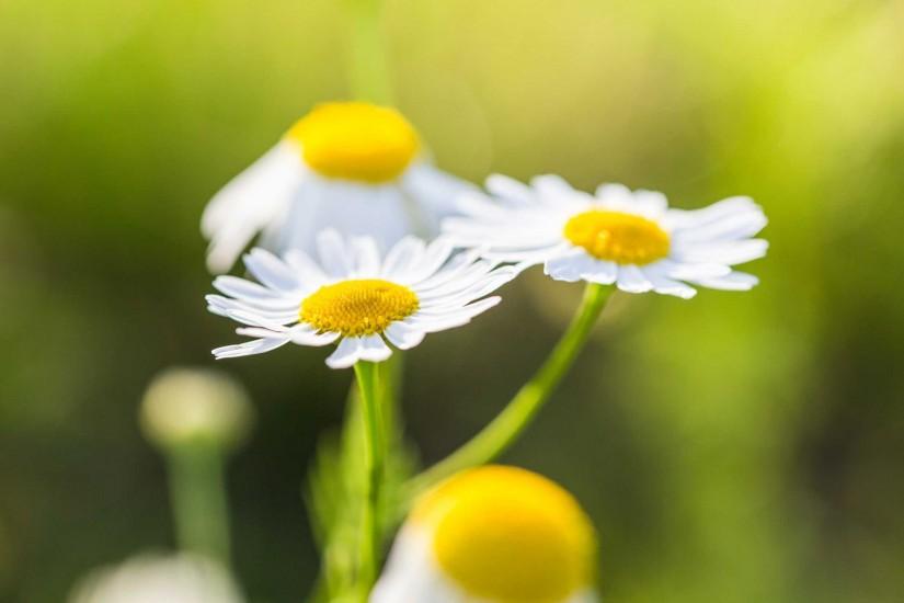 Wonderful Daisies with Bright Background Free Stock Photo