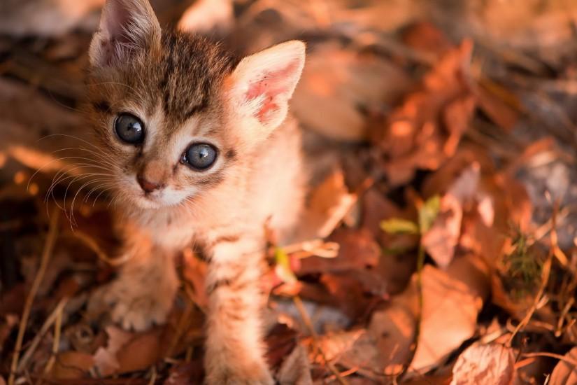 Fall with Animal Wallpaper HD