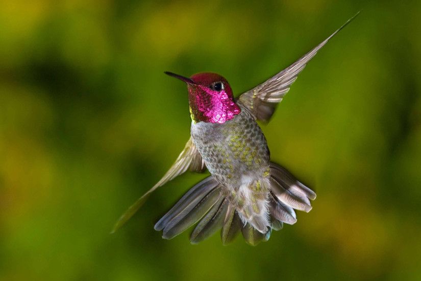 Animal - Hummingbird Wallpaper