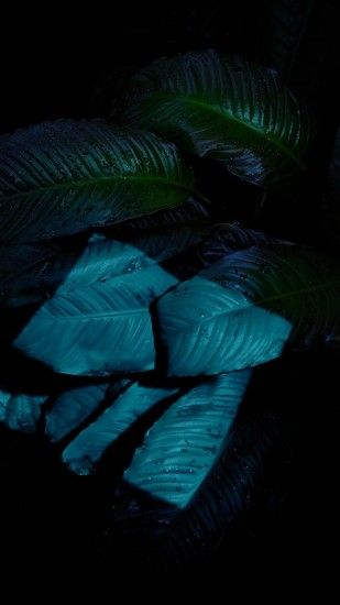 Green Leave - Tap to see more stunningly beautiful abstract still wallpaper!  - @mobile9