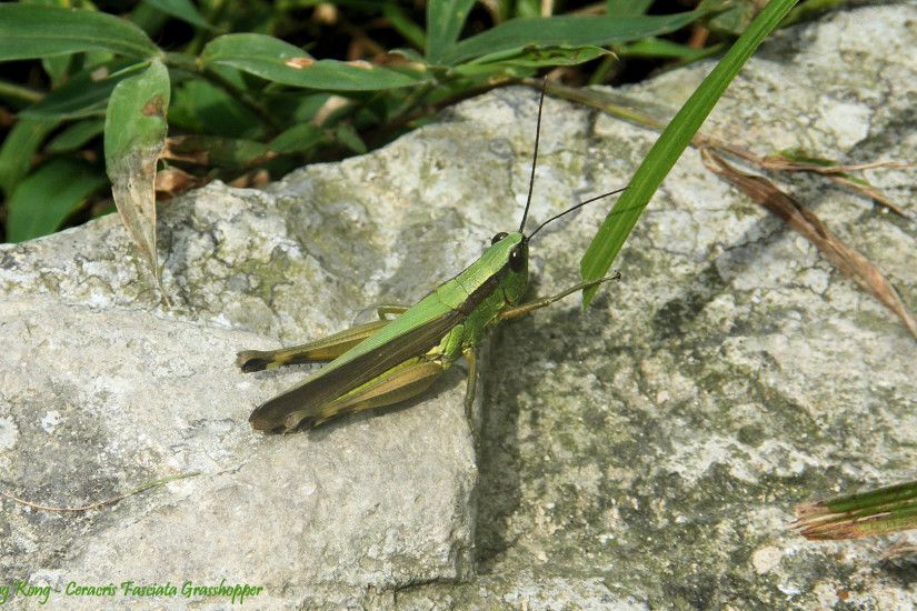 Ceracris Fasciata Grasshopper