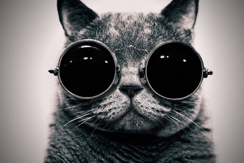 Lsd Free Trippy Cats Animals Glasses Sunglasses Hippie Wallpapers  Resolution : Filesize : kB, Added on March Tagged : lsd