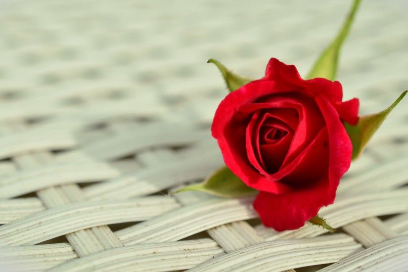 Red Rose hd wallpapers