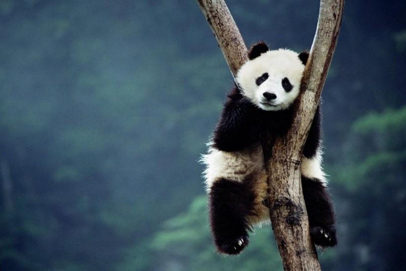 Nature Wallpaper Of A Panda Bear That Has Climbed Onto A Tree In ..