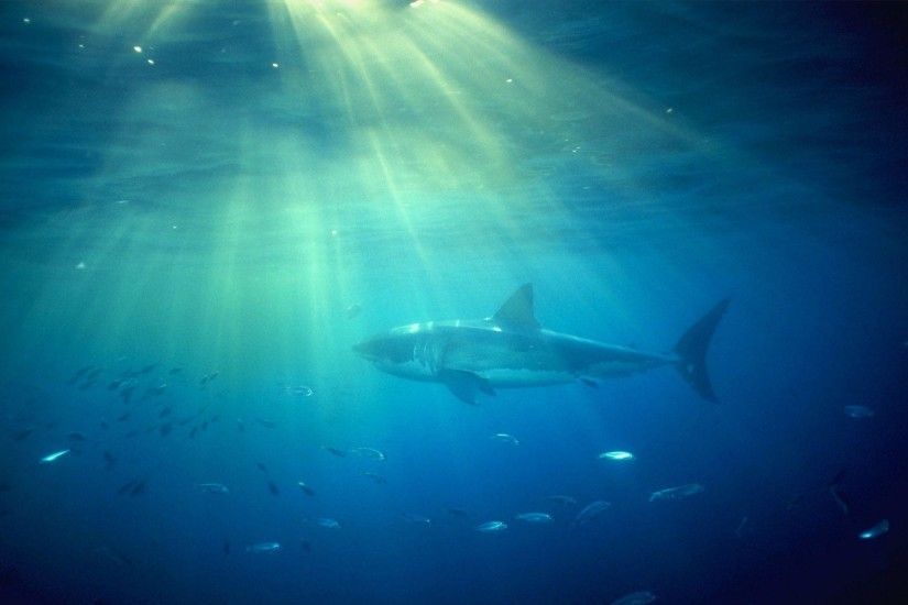 Great White Shark Wallpapers - Full HD wallpaper search