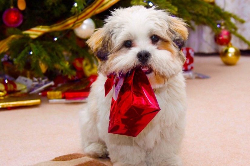 Cute <b>Puppy Christmas</b> Present iPhone 6 <b>