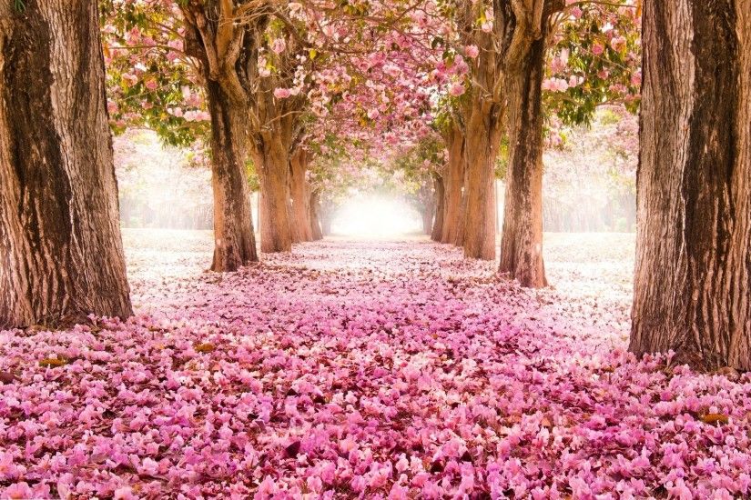 park alley road sakura bloom tree flower pink nature